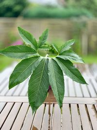 High angle view of plant leaves on wooden table