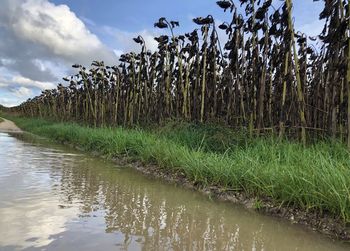 Plants growing on field against sky