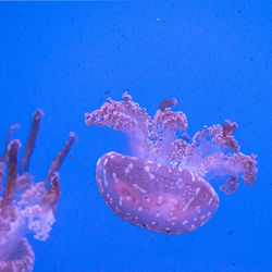 Close-up of jellyfish swimming in sea