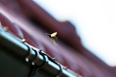 Low angle view of wasp flying in mid-air