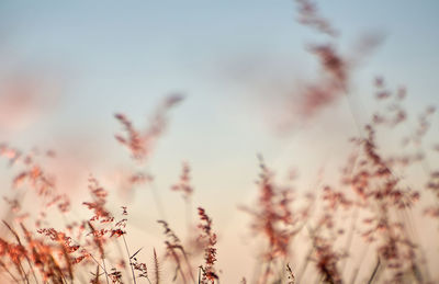 Low angle view of flowering plants against sky