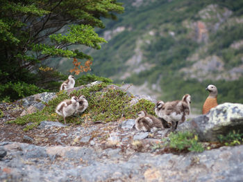 View of birds on rock against plants