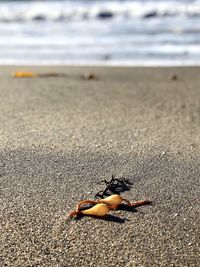 Close-up of crab on beach