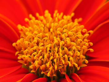 Close-up of yellow flower