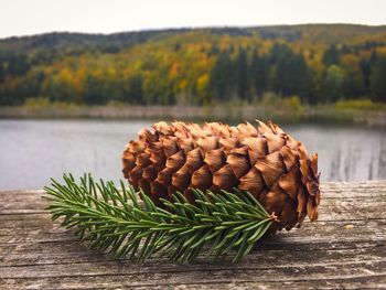 Close-up of plant by lake against trees