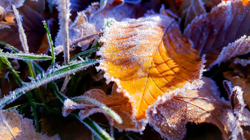 Close-up of frosty leaves on field