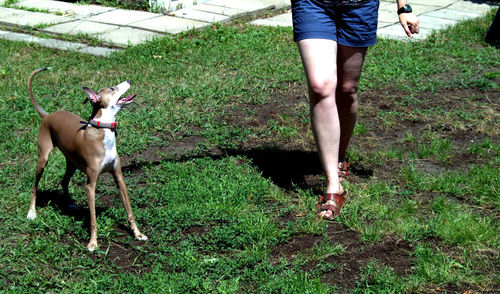 Low section of woman walking on grass with greyhound