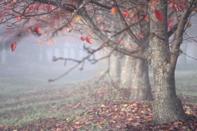 Autumn leaves on tree in fog