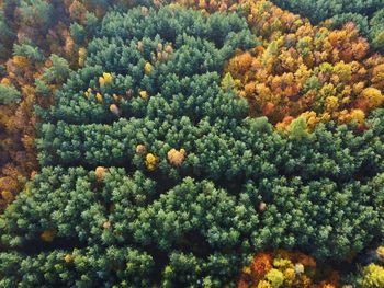 High angle view of plants growing on land