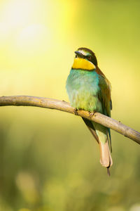 Close-up of bird perching on branch