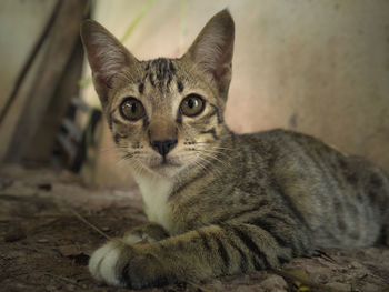 Close-up portrait of tabby cat