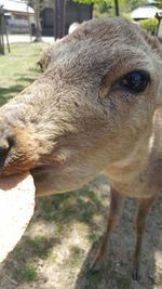 Close-up of horse