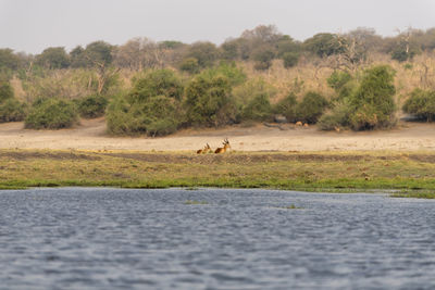 Side view of impalas on road