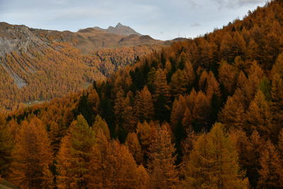 Scenic view of forest against sky during autumn