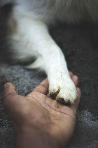 Close-up of a dog