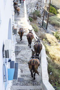 High angle view of horse walking