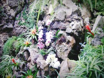 High angle view of flowering plants on rocks