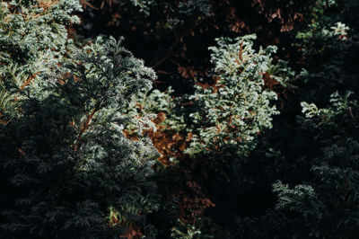 Close-up of plants against trees