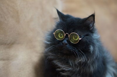 Close-up of cat looking away