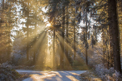 Sunlight streaming through trees in forest