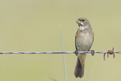 Close-up of bird perching on barbed wire