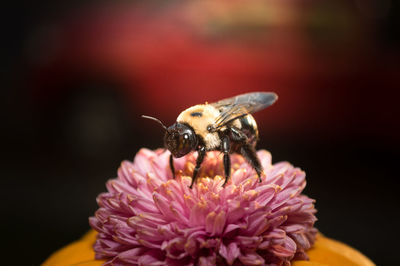 Close-up of bee pollinating on pink flower