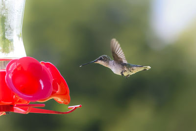 Close-up of bird flying against blurred background