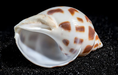 shell