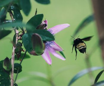 Close-up of bee pollinating on purple flower