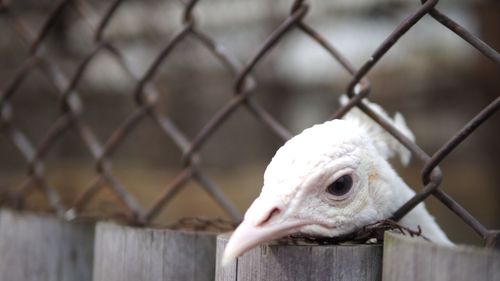 Close-up of bird in cage