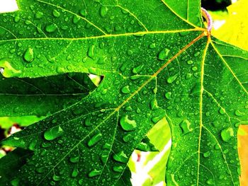 Close-up of leaves