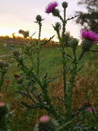 Close-up of purple flowering plants on field