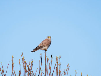 Low angle view of eagle perching on tree against sky