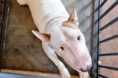 High angle portrait of a horse