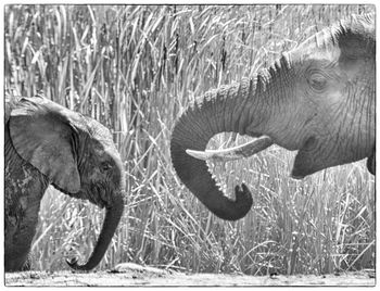 Close-up of elephant on grass