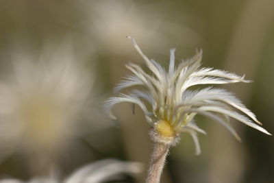 Close-up of white flower