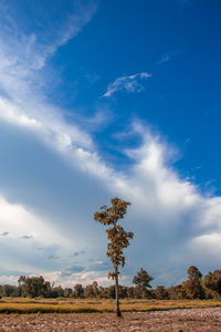 Trees on field against blue sky