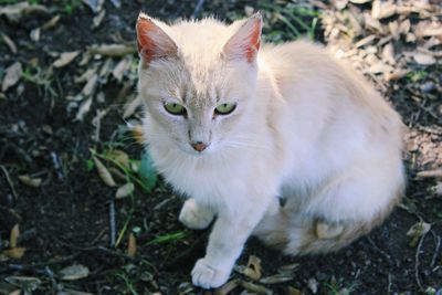 Close-up portrait of a cat