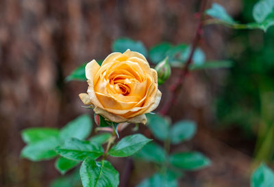 A close-up shot of a yellow rose in an garden in seattle, washington.