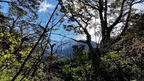 Low angle view of trees against sky