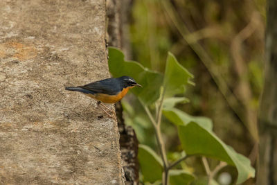 Bird perching on a plant