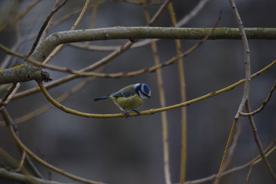 Close-up of bird perching on branch