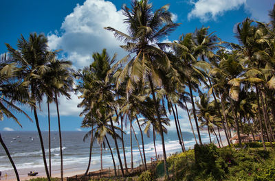 Palm trees on beach against sky