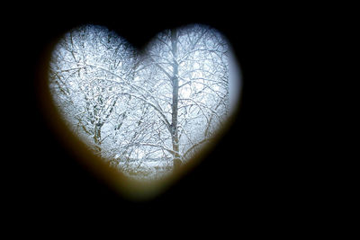 Close-up of bare tree