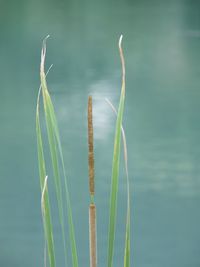 Close-up of stalks against calm lake