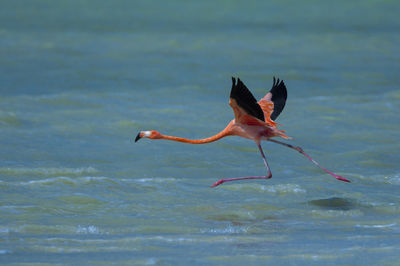 Bird flying over sea