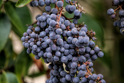 Close-up of grapes growing on plant