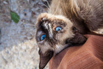 Close-up portrait of a cat