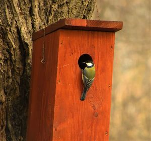 Close-up of bird on wood