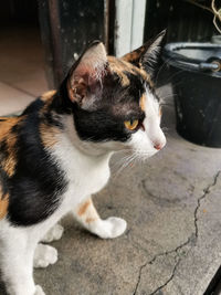 Close-up of cat looking away